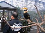 神戸市中央区・ポートアイランド 神戸花鳥園 オオサイチョウ