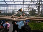 神戸市中央区・ポートアイランド 神戸花鳥園 オニオオハシ