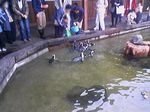 神戸市中央区・ポートアイランド 神戸花鳥園 ケープペンギン