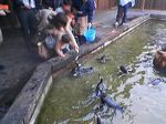 神戸市中央区・ポートアイランド 神戸花鳥園 ケープペンギン