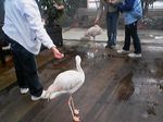 神戸市中央区・ポートアイランド 神戸花鳥園 フラミンゴ