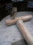 神戸市中央区・ポートアイランド 神戸花鳥園 ベンガルワシミミズク