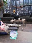 神戸市中央区・ポートアイランド 神戸花鳥園 オオサイチョウの体重測定