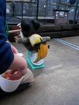 神戸市中央区・ポートアイランド 神戸花鳥園 オオサイチョウの体重測定
