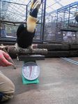 神戸市中央区・ポートアイランド 神戸花鳥園 オオサイチョウの体重測定
