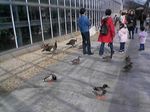 神戸市中央区・ポートアイランド 神戸花鳥園 中池1