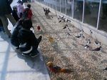 神戸市中央区・ポートアイランド 神戸花鳥園 中池