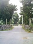 八重山 波照間 フクギの木