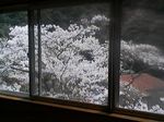 大阪府泉佐野市・天然温泉 犬鳴山温泉 山乃湯 休憩室から見た桜