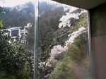 大阪府泉佐野市・天然温泉 犬鳴山温泉 山乃湯 浴室から見た桜1