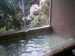 大阪府泉佐野市・天然温泉 犬鳴山温泉 山乃湯 浴室から見た桜2